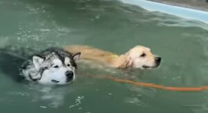 cani nuotare