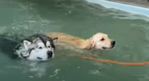 Golden Retriever insegna al fratello maggiore a nuotare (VIDEO)
