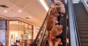 Adorabili Golden Retriever sfilano su una scala mobile con i loro proprietari (VIDEO)