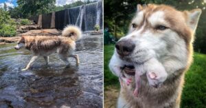 Husky trova una scatola piena di gattini e diventa la loro madre adottiva