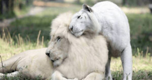 Leone bianco e tigre bianca hanno i cuccioli più adorabili della terra