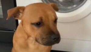 Un Pit Bull cucciolo difende il proprio peluche preferito ma non riesce ad evitare il suo lavaggio (VIDEO)
