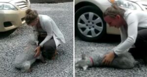 Schnauzer si riunisce con il suo proprietario dopo anni e sviene per l’emozione (VIDEO)