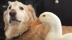 L’anatra Rudy ha un rapporto davvero molto speciale con il cagnolone di casa (VIDEO)