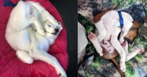 10 Foto esilaranti di cuccioli che dormono in posizioni uniche