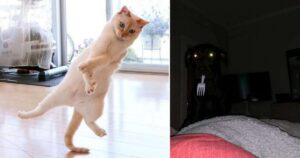 15 Foto di persone che sono riuscite a catturare i loro animali in un tempismo esilarante