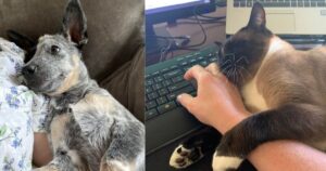 15 Foto di cuccioli domestici che dicono ti amo ai loro proprietari con il loro linguaggio