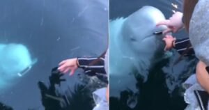 balena restituisce il telefono caduto in acqua