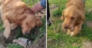 Cagnolina dissotterra i suoi cuccioli morti durante il travaglio e si rifiuta di lasciarli (VIDEO)