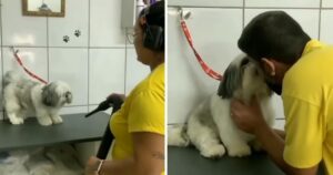 Cagnolino esigente accetta di essere assistito solamente dal suo toelettatore preferito (VIDEO)