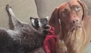 La cagnolona Waffles adora stare con la sua migliore amica, un procione di nome June (VIDEO)