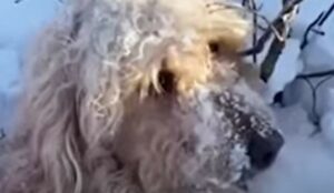 Trovano una cagnolona sulla neve e decidono di adottarla; la storia (VIDEO)