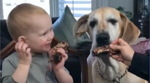 Il cagnolone Fenway adora trascorrere il tempo con il suo fratellino umano (VIDEO)
