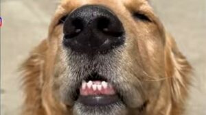 Il cagnolone Hudson adora giocare con la sua pallina e si diverte sempre moltissimo (VIDEO)