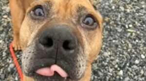 Il cagnolone Pit Bull Cupido è stato abbandonato come fosse immondizia (VIDEO)