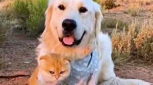 Il cagnolone Samson e gli altri pelosi di casa hanno un rapporto davvero meraviglioso (VIDEO)