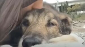 Il cagnolone Wolf è riuscito a sopravvivere a tantissimo dolore; ora ha una nuova vita (VIDEO)