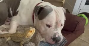 Il cagnolone Zeus interagisce con un nuovo amico dopo la perdita dell’amica gatta (VIDEO)