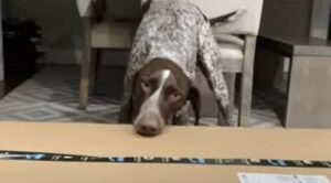 Un cagnolone energico si diverte a rompere con i denti le scatole di cartone (VIDEO)