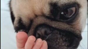 Cane Carlino prova amore profondo nei confronti della sorellina umana (VIDEO)