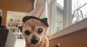 Un cane Chihuahua anziano festeggia il suo ventitreesimo compleanno; la sua storia