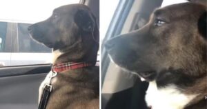 Cucciolo di cane sconvolto evita il contatto visivo con il suo proprietario dopo essere andato dal dentista (VIDEO)