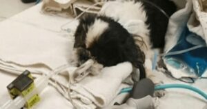 Veterinaria fa per sbaglio l’eutanasia a un cucciolo e questo combatte per sopravvivere contro ogni previsione