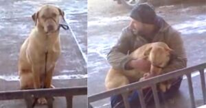 cane lasciato al freddo viene riscaldato da un passante