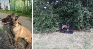 Cucciolo di cane abbandonato in gabbia aveva un sorriso enorme quando ha visto i suoi soccorritori