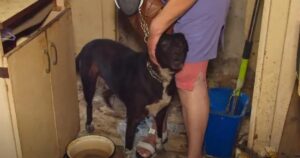 Soccorritori salvano un cucciolo di cane all’interno dell’inferno dove viveva (VIDEO)