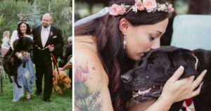 Nessun occhio è rimasto asciutto quando il cane morente della sposa è stato portato lungo il corridoio