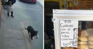 Cane famoso per il suo rubare pane ai clienti, il proprietario del negozio appende un avvertimento (VIDEO)