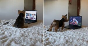 Ragazza trova il suo cucciolo di cane che utilizza il pc come se fosse un esperto (VIDEO)