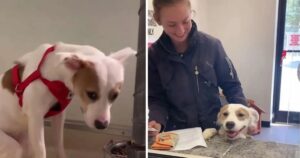 Cucciolo con il cuore spezzato sorride mentre la sua proprietaria firma i documenti per l’adozione (VIDEO)