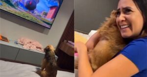 Cucciolo di cane spaventato dalla scena di un film corre tra le braccia del suo proprietario (VIDEO)