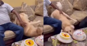Cucciolo furbo finge di cadere e coglie il momento per mangiare un pezzo di torta (VIDEO)