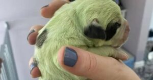 In Canada un cane ha dato alla luce un cucciolo dal pelo verde brillante