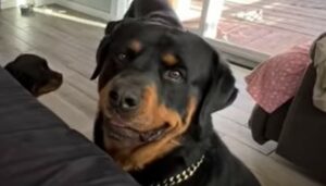 Cani Rottweiler sono felici di fare amicizia con il loro fratellino umano (VIDEO)