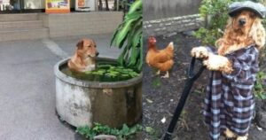 15 Foto di cani con comportamenti strani