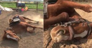 Cavallo si finge morto ogni volta che qualcuno cerca di cavalcarlo (VIDEO)