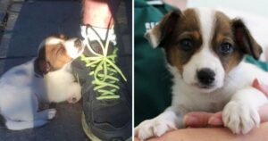 Coppia consegna alla polizia un cucciolo che “non vogliono più”