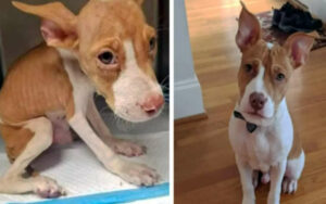 15 Foto di cuccioli tornati in vita grazie all’amore dei loro proprietari
