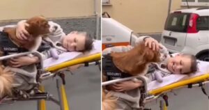 Cucciolo accompagna il bambino in ambulanza, il filmato commuove il web (VIDEO)