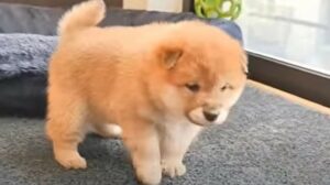 Un cucciolo di cane si spaventa a causa di un giocattolo che gli mette ansia (VIDEO)