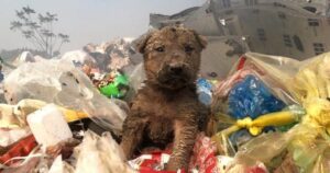 Cucciolo è stato trovato e salvato da una discarica mentre cercava qualcosa da mangiare