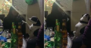 cucciolo in una feste prega la proprietaria di andare a casa