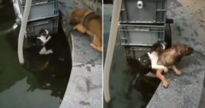 cucciolo salva un gattino che stava affogando
