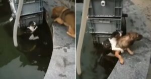 Cucciolo coraggioso salta in acqua per salvare un gattino che stava affogando (VIDEO)