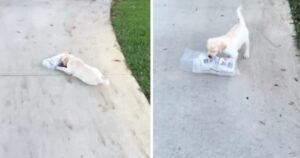 cucciolo lotta per portare un giornale in casa