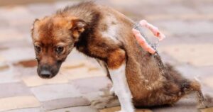 Cucciolo non riesce a trattenere le lacrime quando è stato salvato dopo aver passato giorni immobile per strada